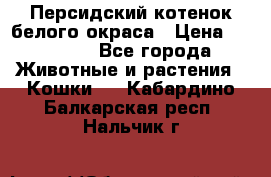 Персидский котенок белого окраса › Цена ­ 35 000 - Все города Животные и растения » Кошки   . Кабардино-Балкарская респ.,Нальчик г.